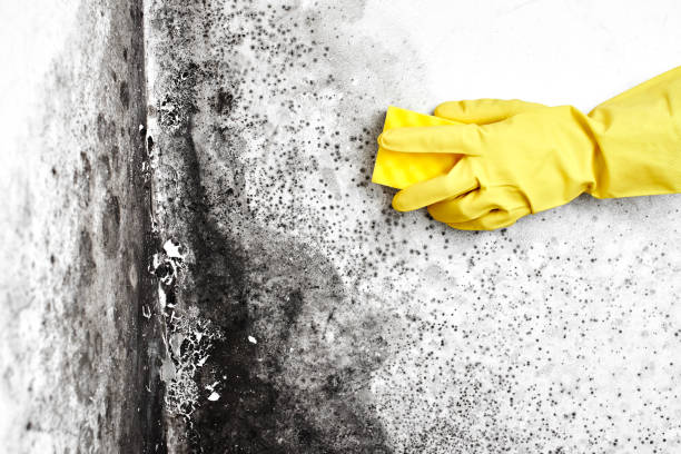 Best Black Mold Remediation in Waterloo, IN