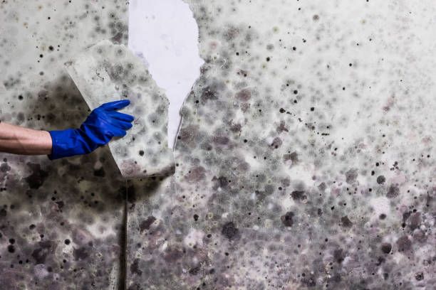 Best Kitchen Mold Remediation in Waterloo, IN